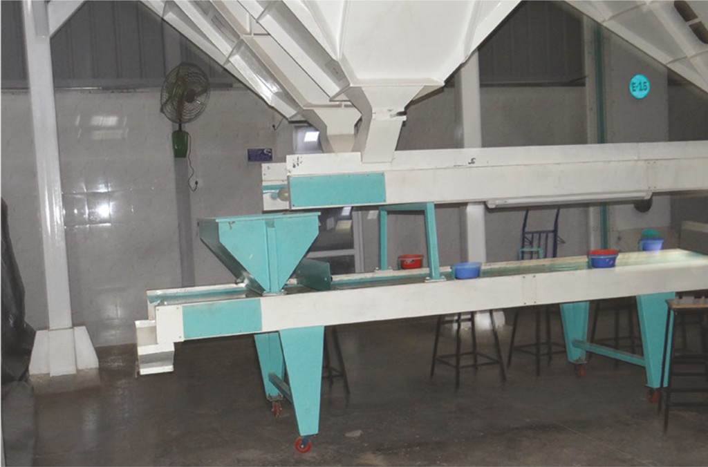 Peanutji conveyor and sorting line